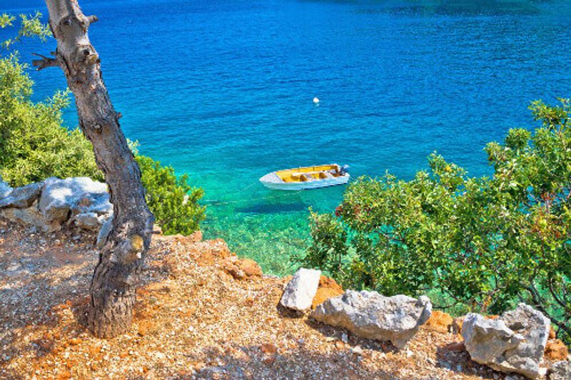 An Idyllic pine tree in the Dugi Otok Island Beach.