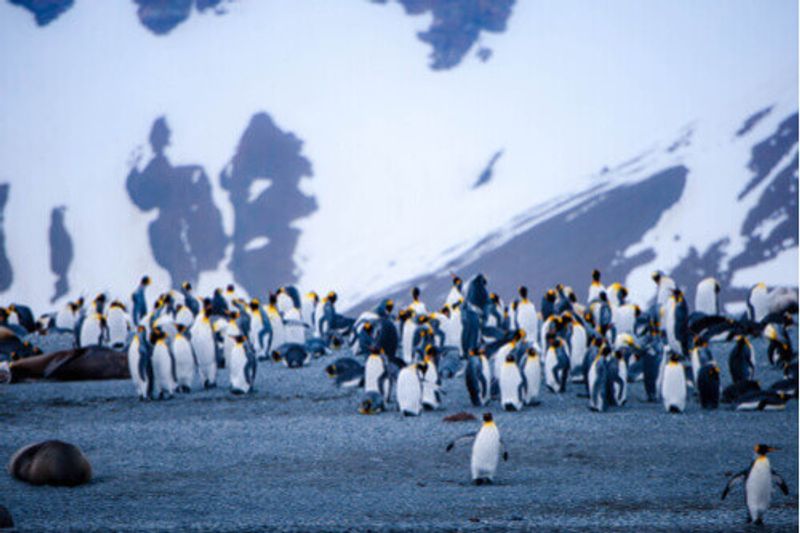 Penguins and seals on a beach in Antarctica.