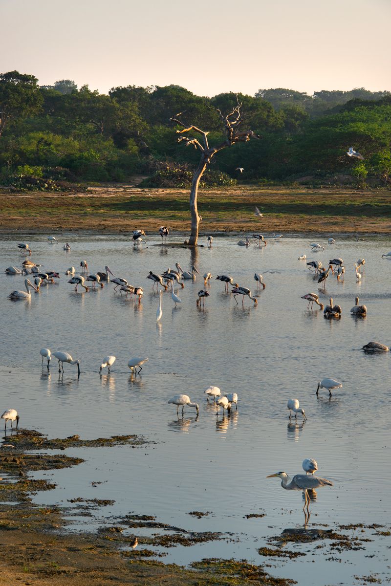 Early morning at Bundala National Park