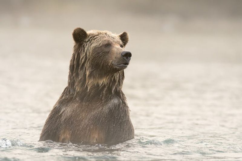 Grizzly Bear bathing in the Blue River in British Columbia.