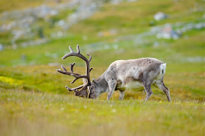 A reindeer with massive antlers feeding on the grass