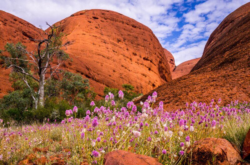 The Australian Outback comes to life when colorful wildflowers bloom in Uluru Kata Tjuta National Park.