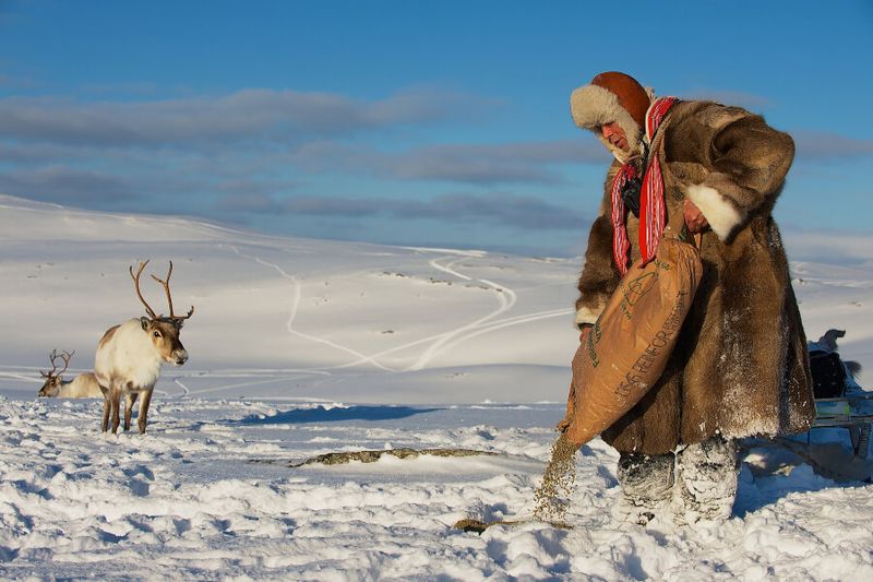 A Sami man feeding reindeers