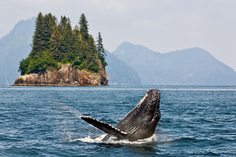 Humpback whale breaching jump near a small island in Alaska