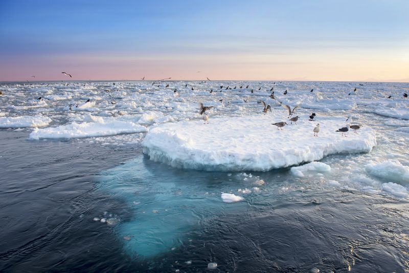 Drifting ice in Shiretoko