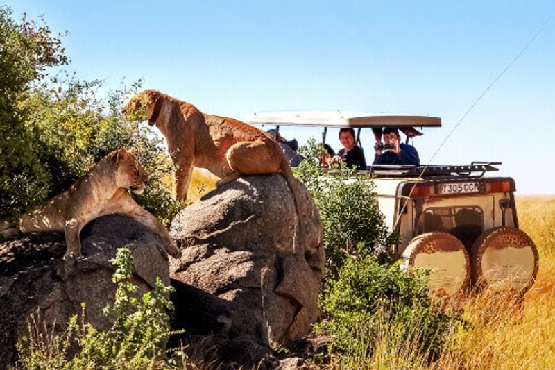 Tourists taking photographs of the pride of lions in the Serengeti National Park.