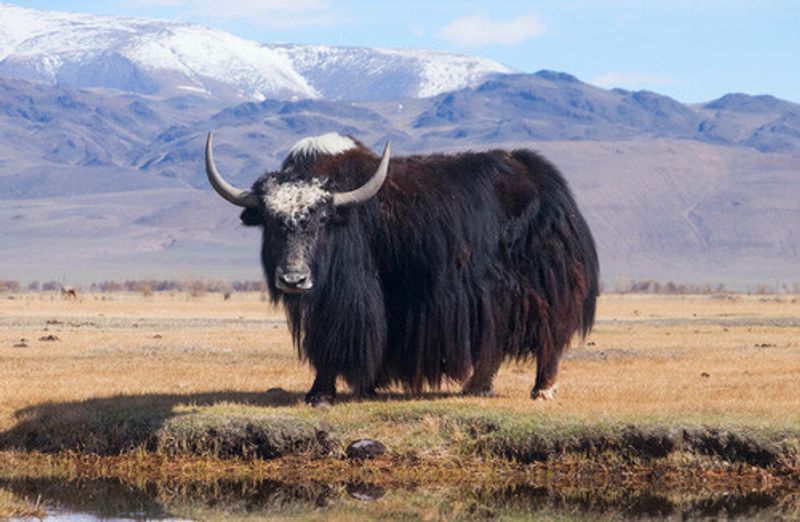 A wild Yak in the Nepalese Himalayas.