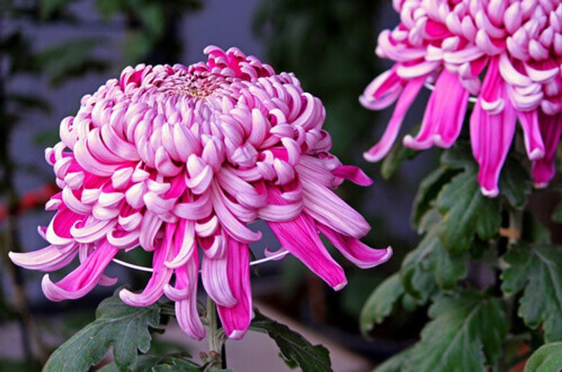 A beautiful pink Japanese chrysanthemum.