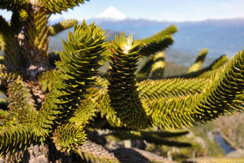 Araucaria or Monkey puzzle trees in the El Cani Reserve in Pucon.