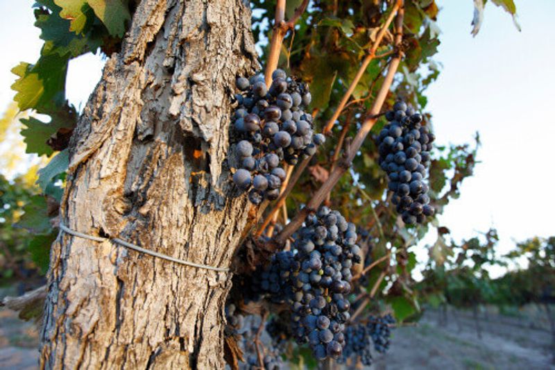 A grape plantation in the city of San Rafael in Mendoza.