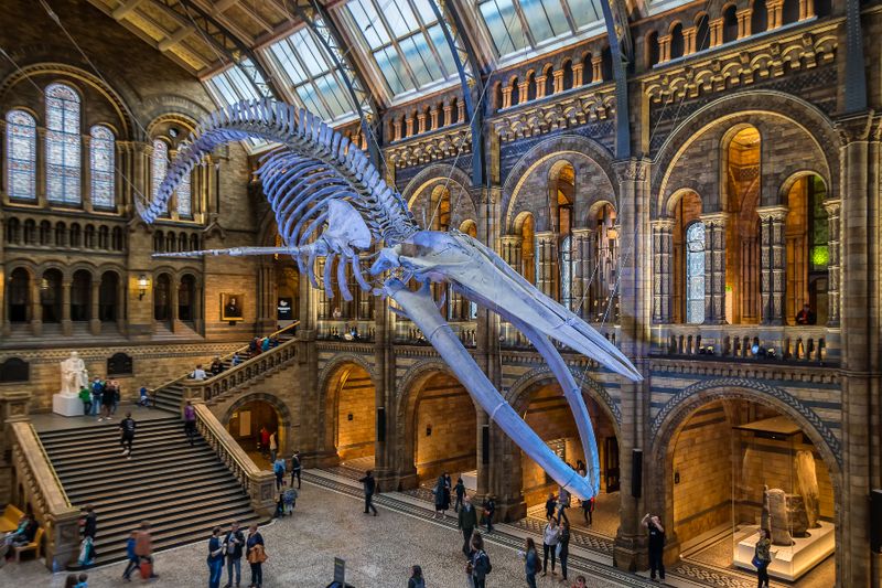 The main hall of the Natural History Museum