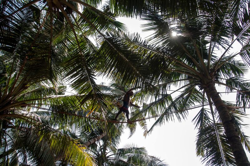 A toddy tapper on top of a huge palm tree collecting coconuts to make a toddy wine