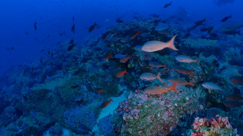 Pacific Creole fish schooling in the deep sea