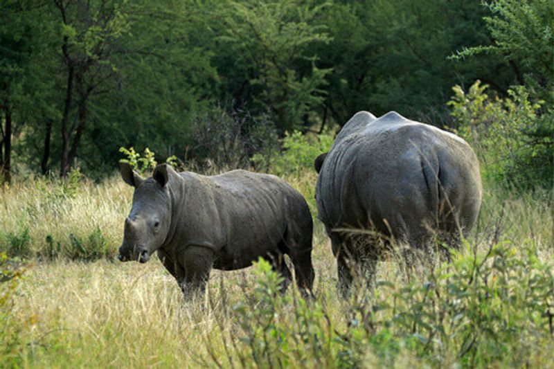 A White Rhino and calf in the Matobo National Park.