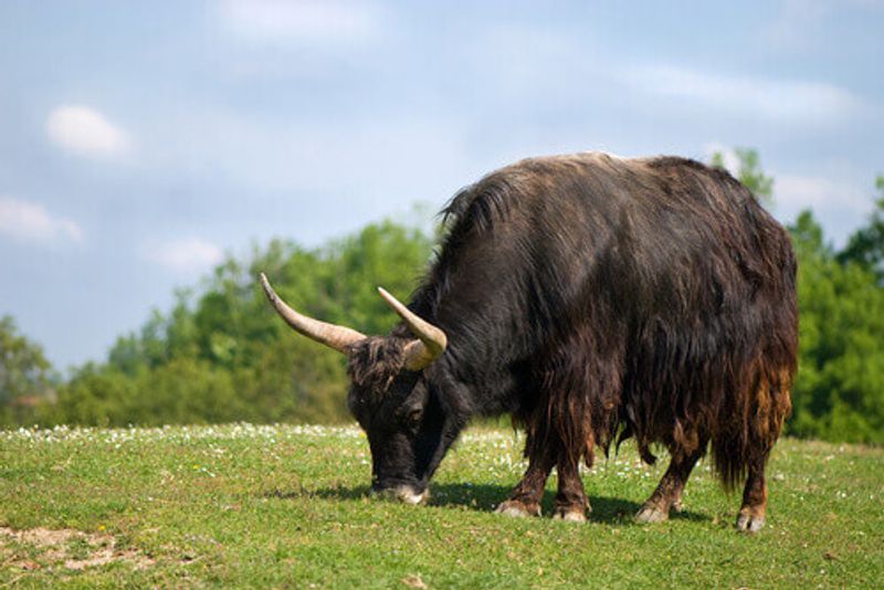 Tibetan yak eating grass in Kathmandu, Nepal.