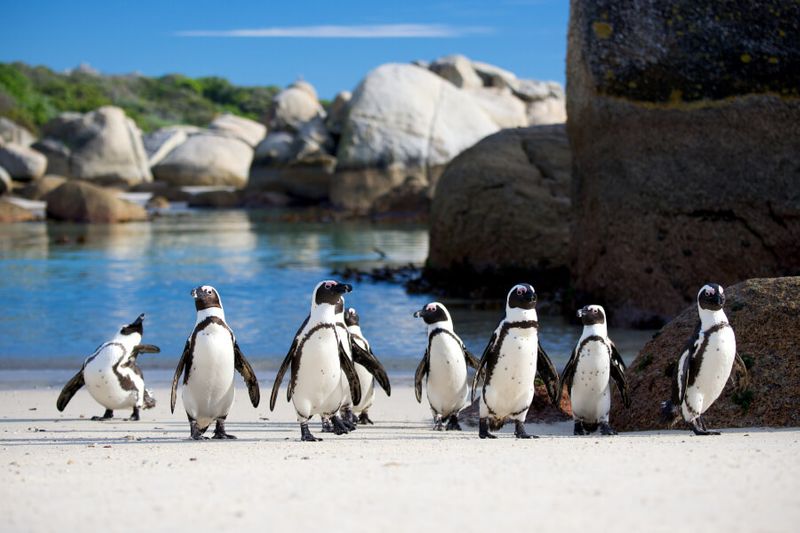Jackass Penguins walking on the Boulder Beach