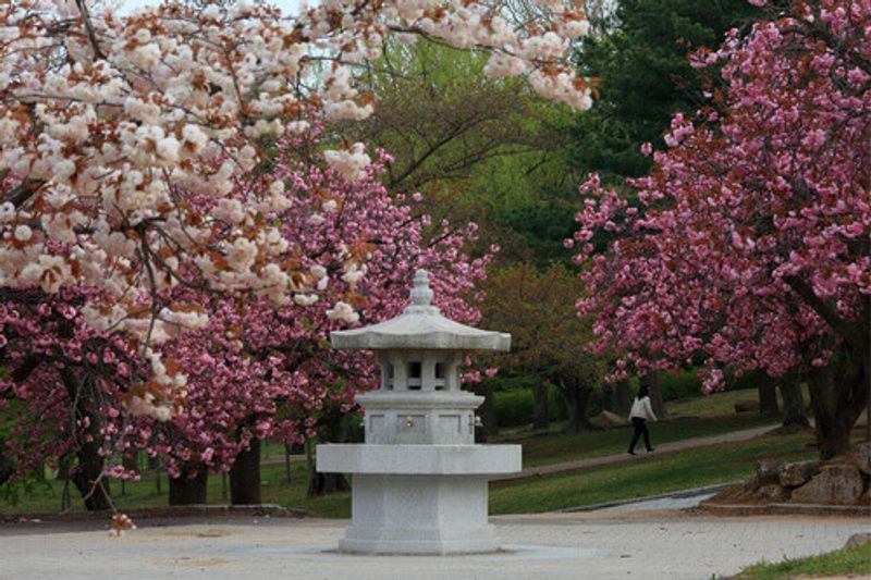 : Cherry blossoms, a drinking fountain and visitors in front of The Bulguksa Temple in Gyeongju, South Korea.