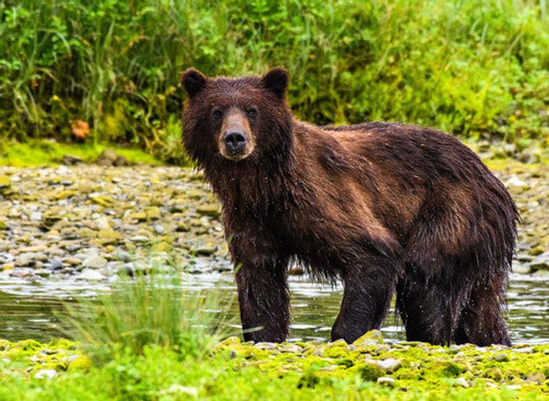 Grizzly Bears at Pack Creek in Admiralty Island.