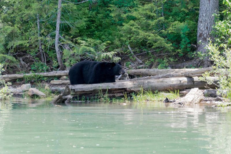 A black bear searches for food in the Blue River, British Columbia.
