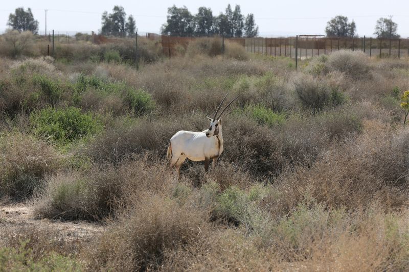 The endangered White Oryx on the Shaumari Wildlife Reserve.