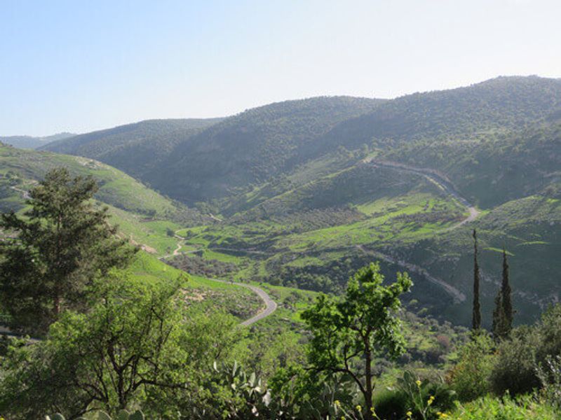 A lush green forest in Aijoun, Jordan.