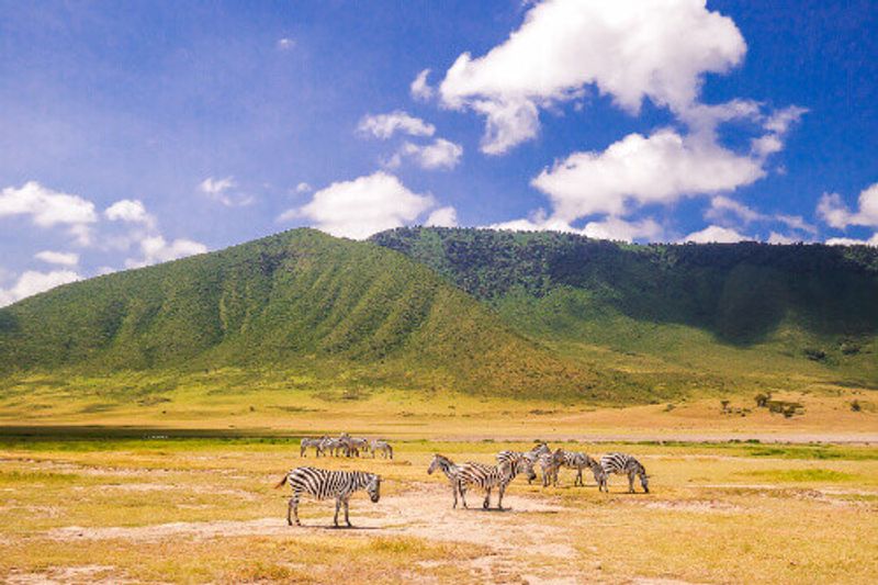 Zebras herding in the fields of the Ngorongoro Conservation Area.