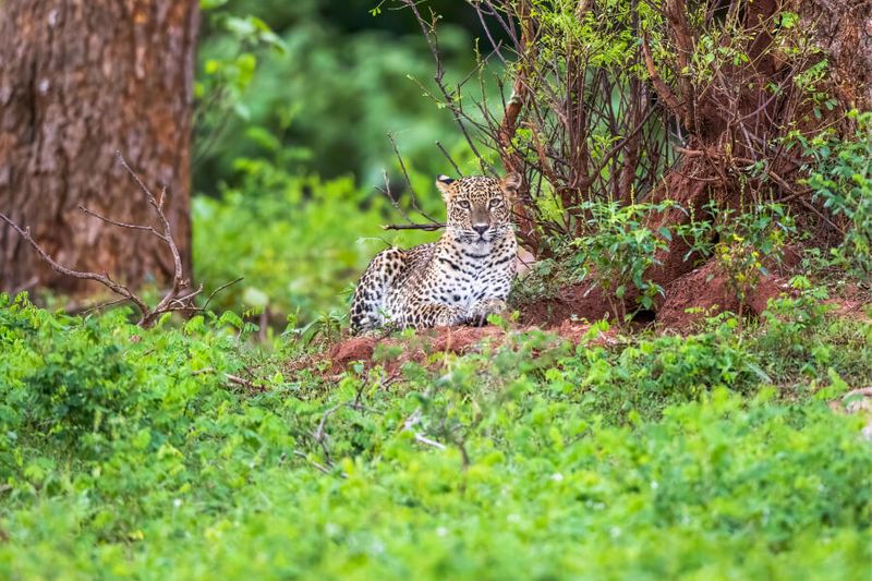 A wild leopard sits among greenery in Yala National Park.