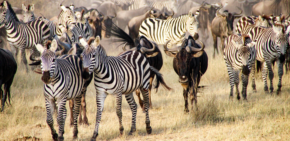 masai mara and serengeti tour