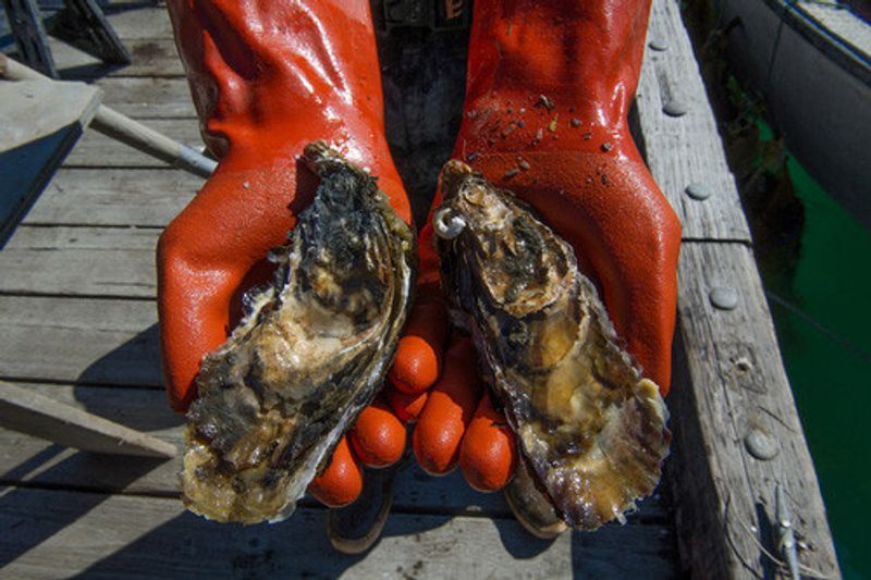 Freshly caught Alaskan oysters.