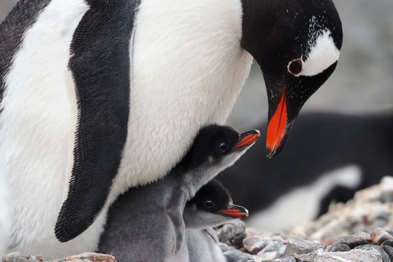 Gentoo penguin chick.