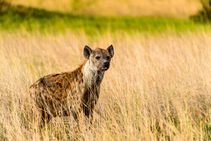 Hyena in the grass in the Moremi Game Reserve National Park.