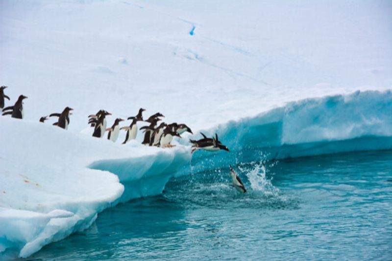 Wild penguins dive off a large iceberg.
