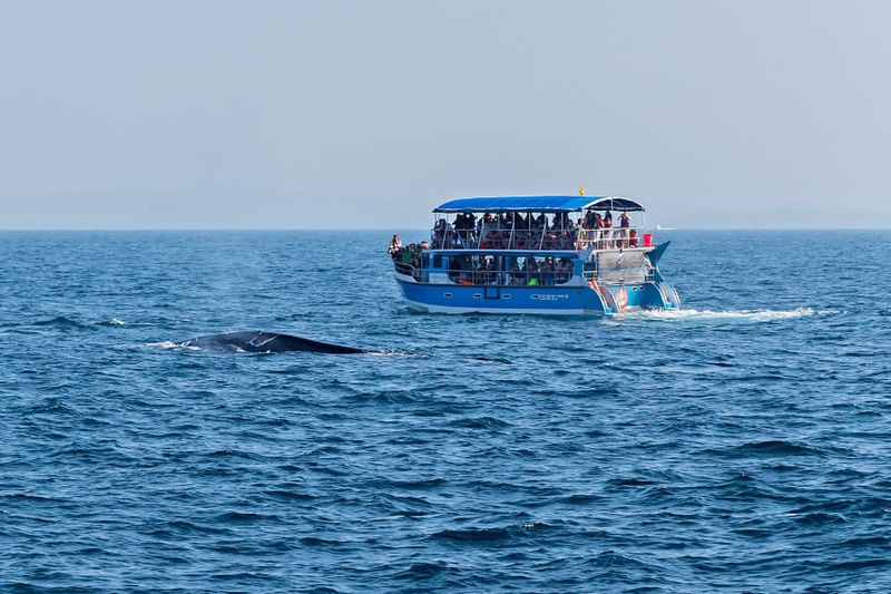 A Sri Lankan tourist boat on a  whale watching tour near Mirissa.