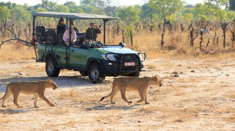 Tourists out on safari while two lions walk past them in the Hwange National Park.