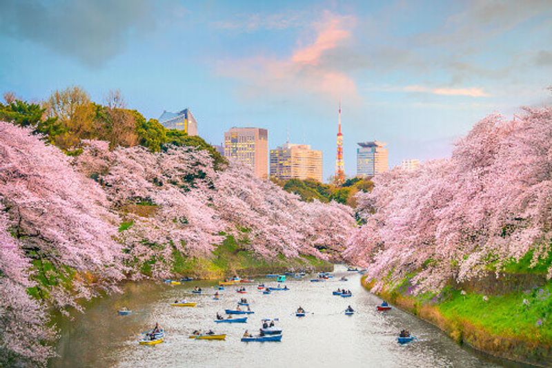 Chidorigafuchi Park in Tokyo during sakura season in Japan.