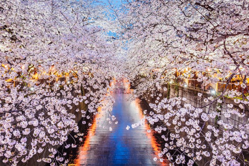 Cherry blossoms at Meguro River in Tokyo
