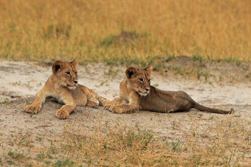 The grand cubs of Cecil the lion that was killed in 2015, laying in Hwange National Park.