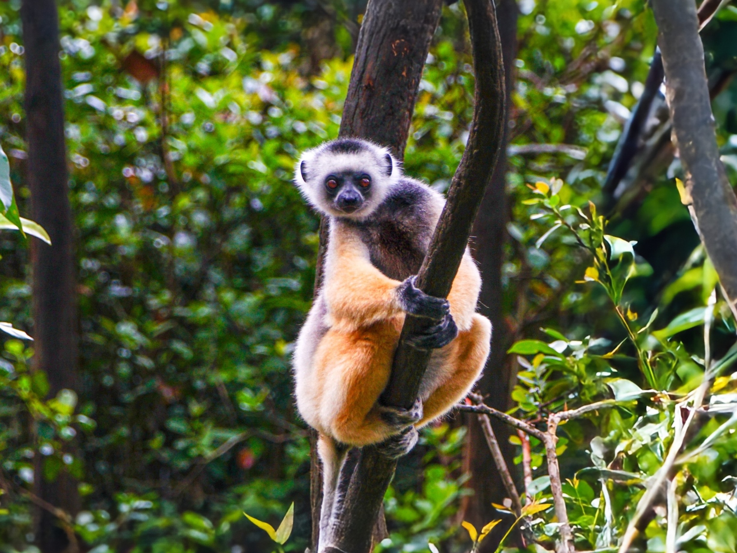Rainforest and rock formations in Madagascar