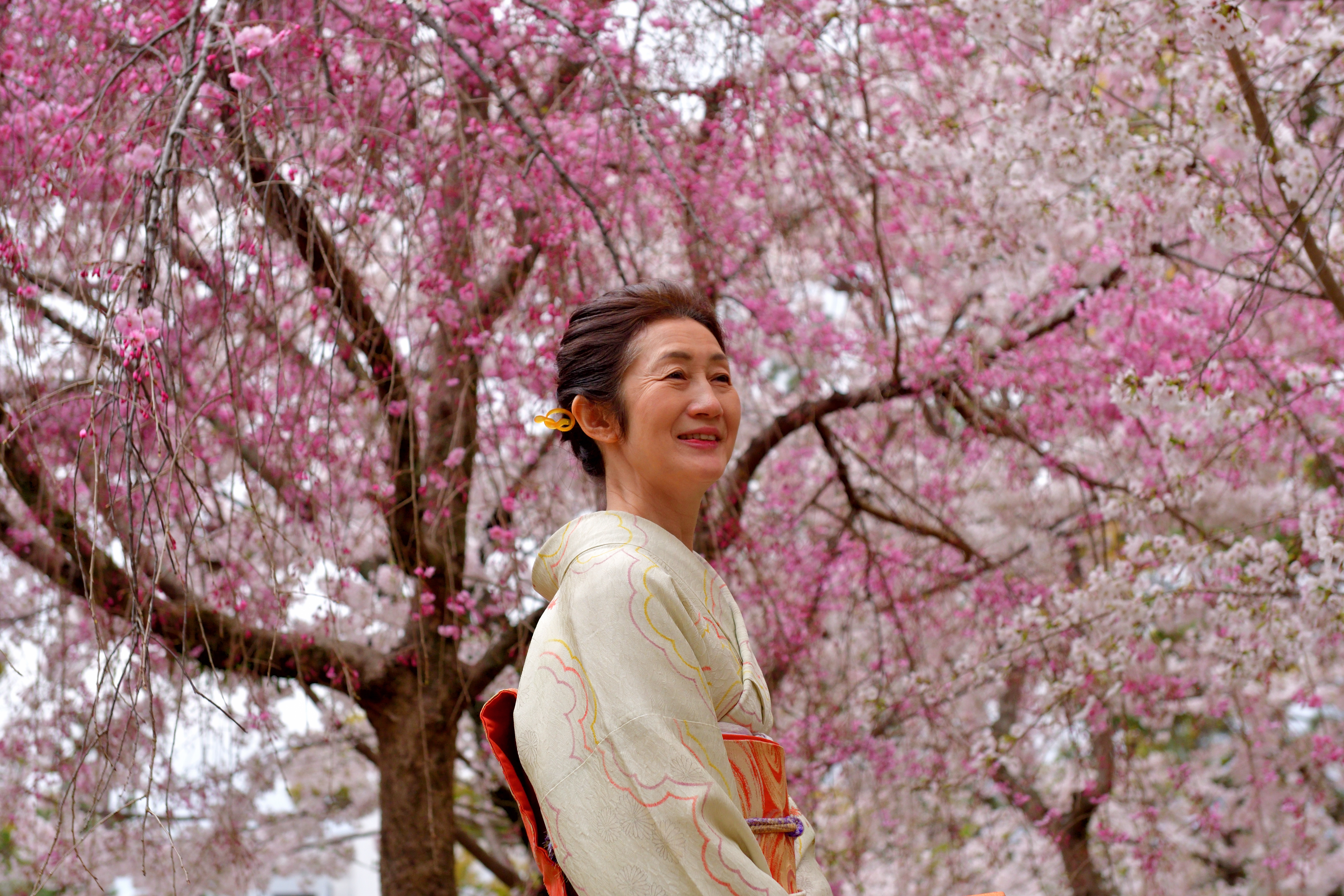 Spring in Kyoto means hanami under trees dressed in pink, often with locals wearing kimonos to mark the season’s arrival.
