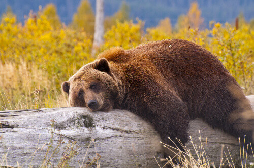 A bear in Anchorage laying down for a rest.