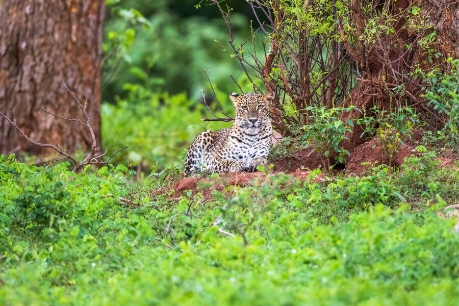 A Sri Lankan leopard rests among lush greenery in Yala National Park