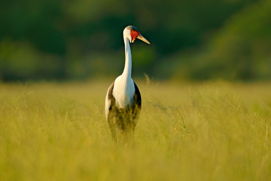 A White-Naped Crane on the steppes of Mongolia