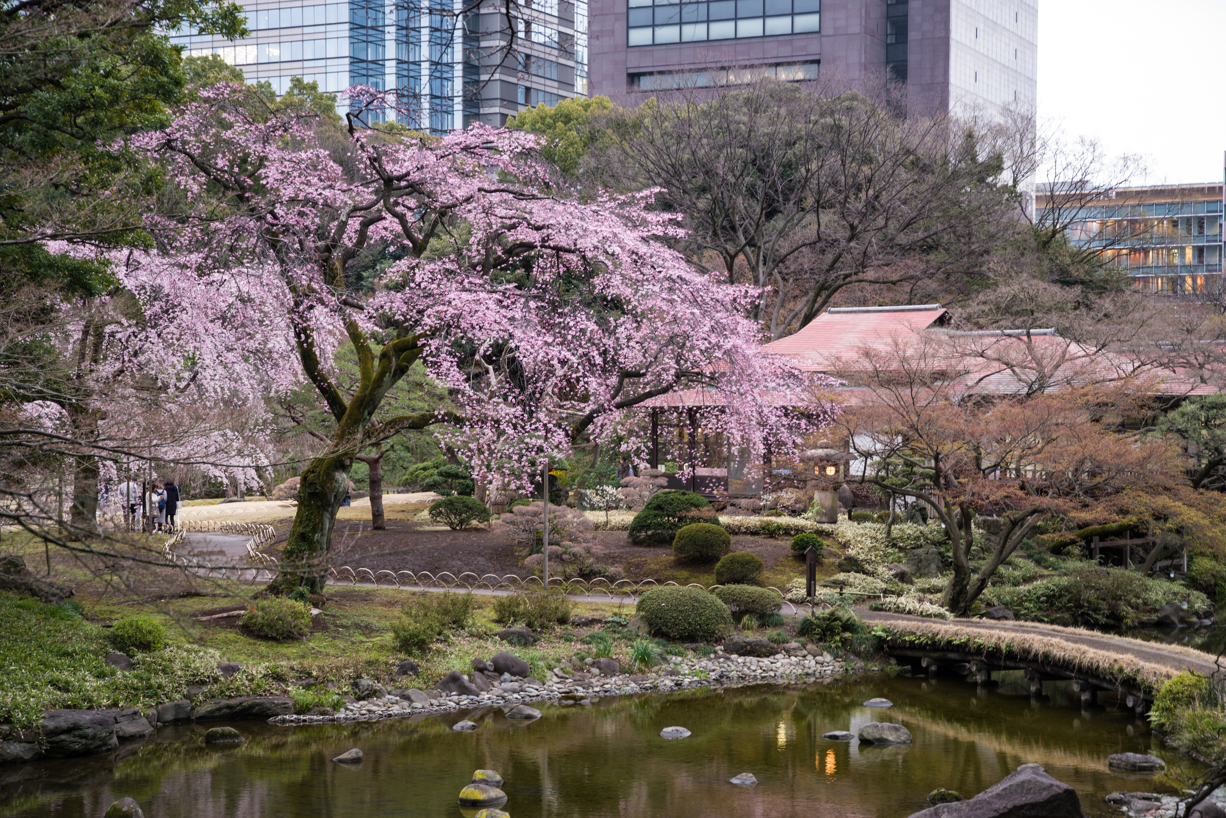 Delicate weeping cherry blossoms hang over the water at Koishikawa Korakuen Gardens