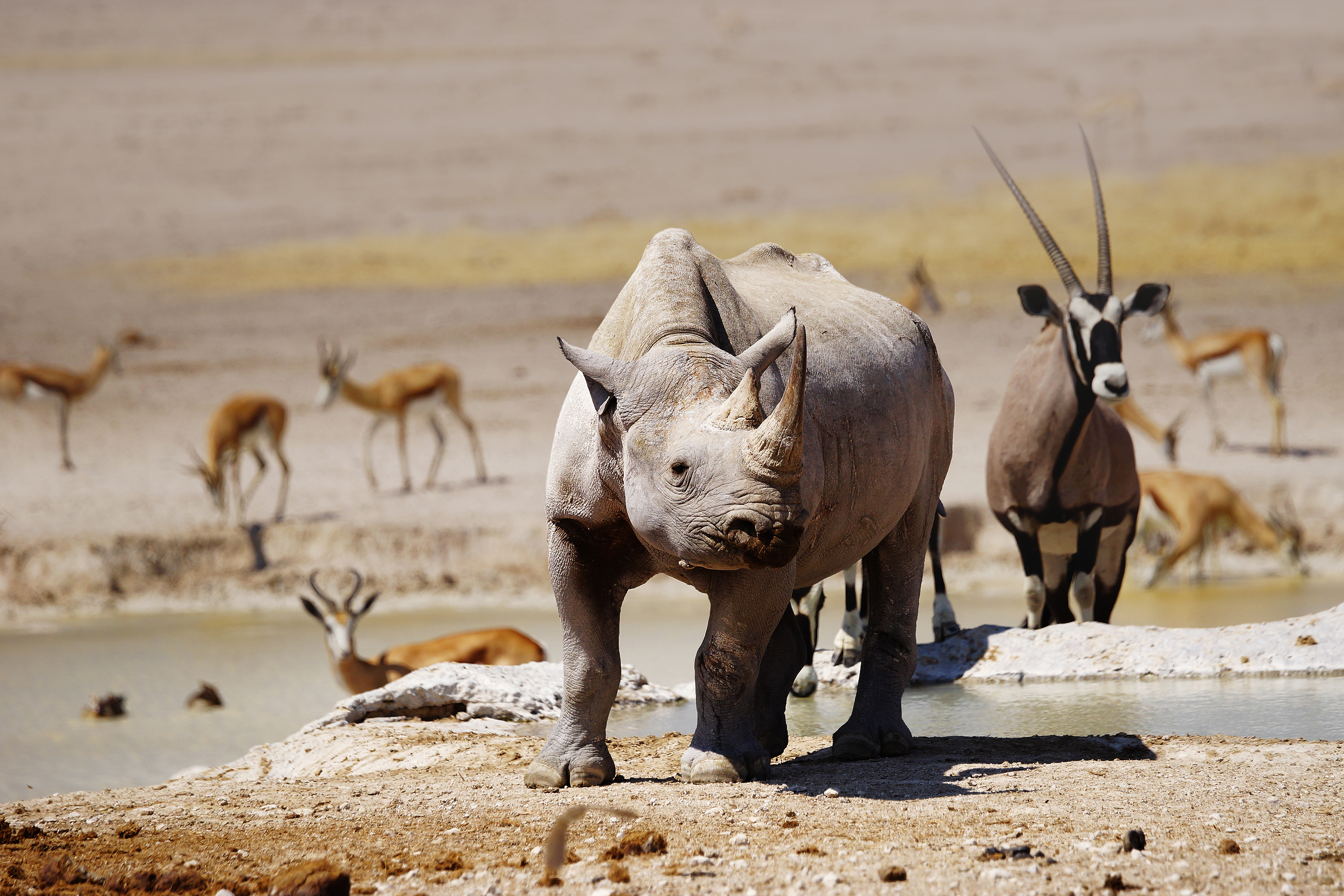 Rhino and oryx at an Etosha waterhole