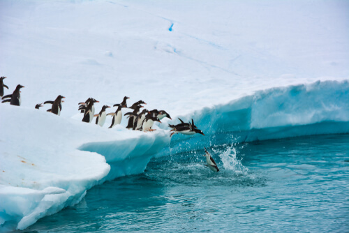 Wild penguins dive off a large iceberg.