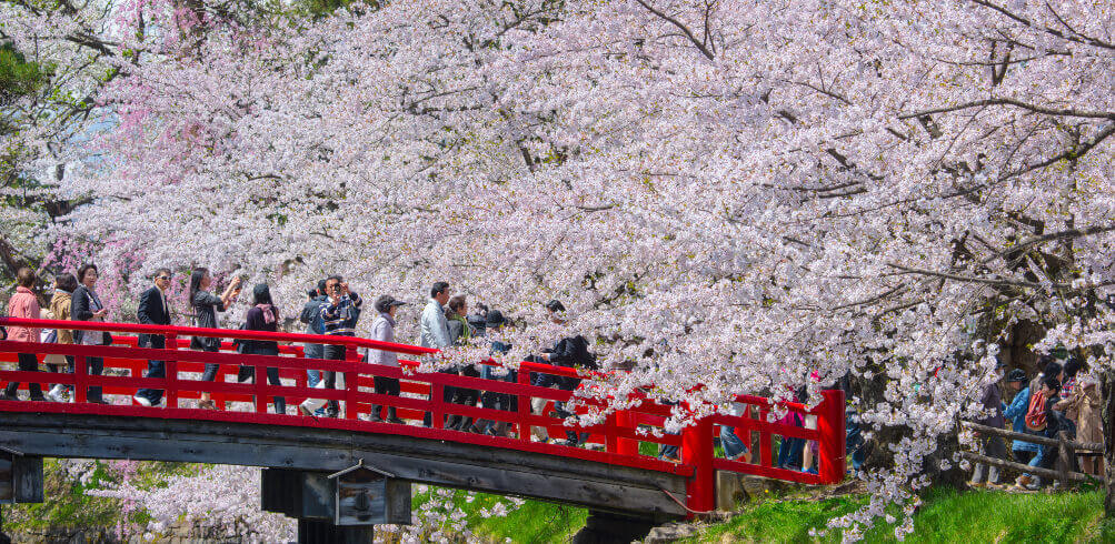 Hanami in Japan: Cherry Blossom Viewing Guide | Inspiring Vacations