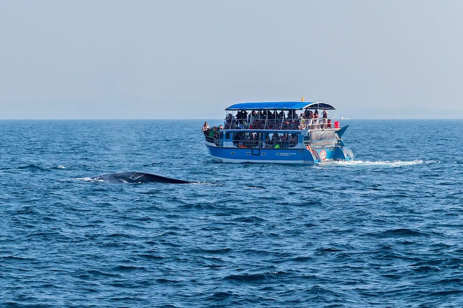 Whale and dolphin watching in Sri Lanka - Inspiring Vacations