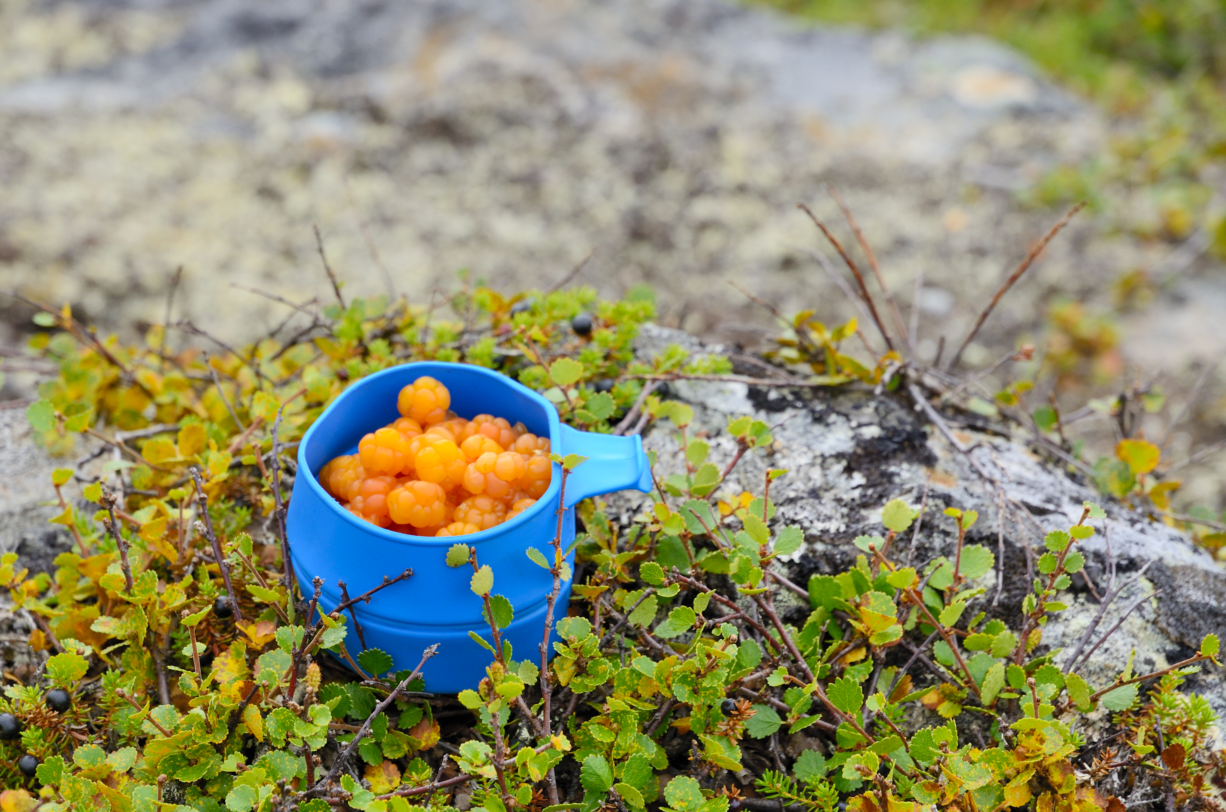 Cloudberries