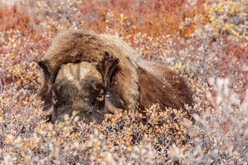 A furry Musk Ox hiding in bushes, near the Kangerlusuaq Village.
