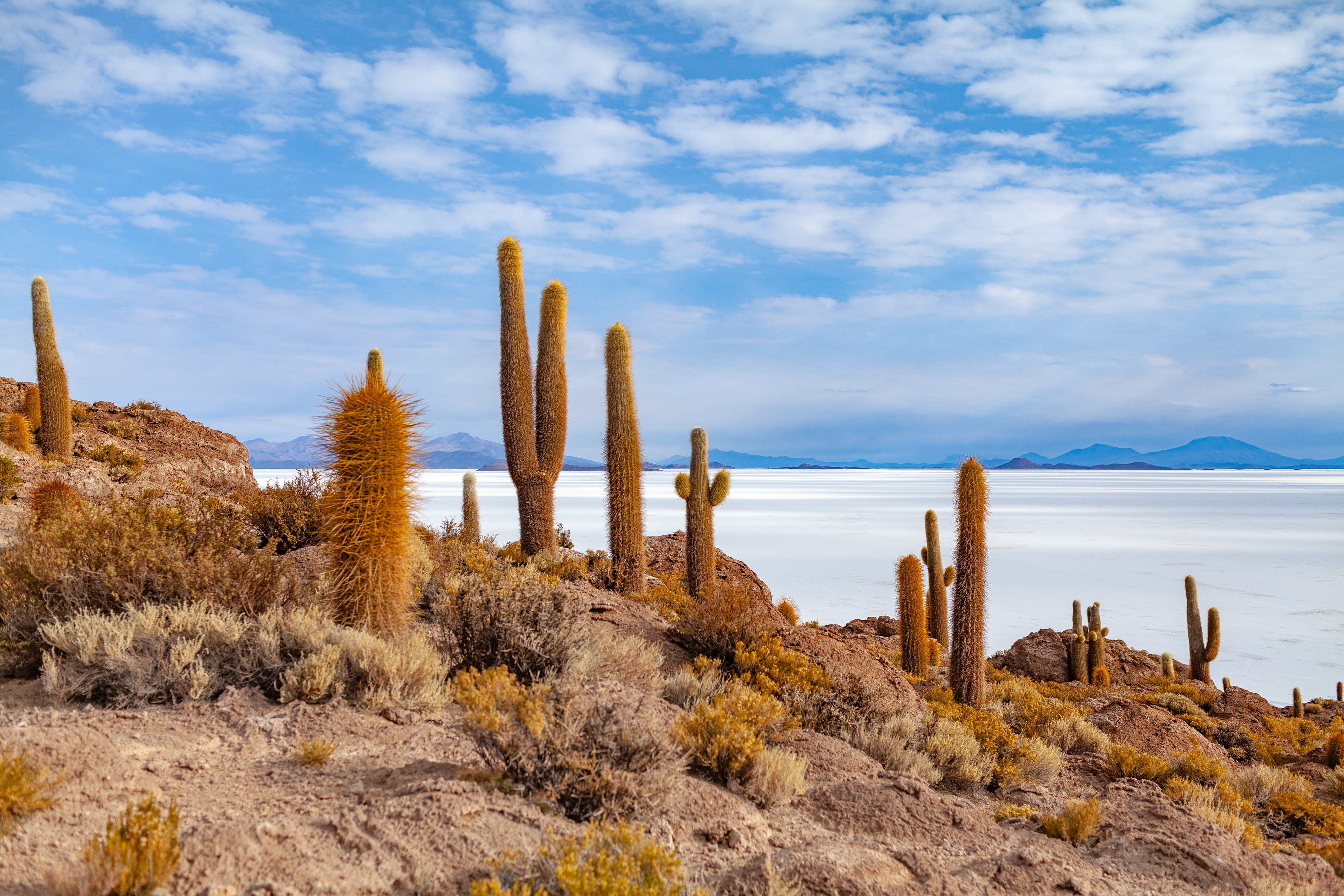 Cactus on Incahuasi Island above the Uyuni Salt Flats